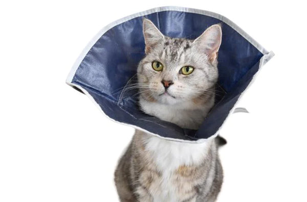 KRUUSE COLLAR ISABELINO BLANDO PARA GATOS