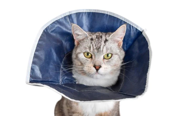 KRUUSE COLLAR ISABELINO BLANDO PARA GATOS