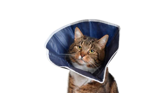 KRUUSE COLLAR ISABELINO BLANDO PARA GATOS