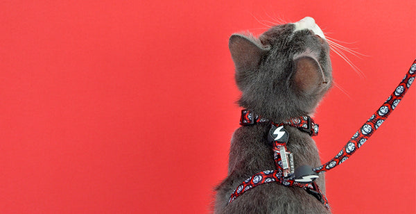 ARNES PARA GATOS DASHI LA CASA DE PAPEL