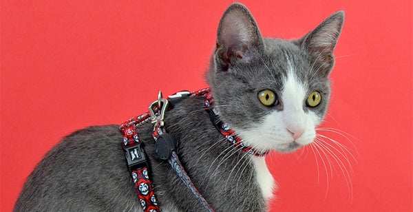 ARNES PARA GATOS DASHI LA CASA DE PAPEL