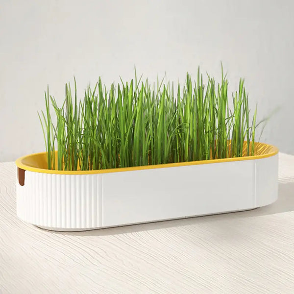 KIT DE GRASS HIDROPONICO PARA GERMINAR
