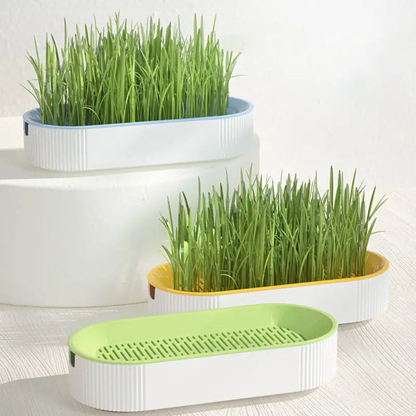 KIT DE GRASS HIDROPONICO PARA GERMINAR