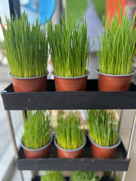 GRASS PARA GATOS EN MACETA