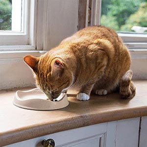 PLATO BAMBOO ANTIFATIGA DE BIGOTES PARA GATOS - BECOPETS