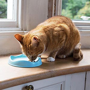 PLATO BAMBOO ANTIFATIGA DE BIGOTES PARA GATOS - BECOPETS