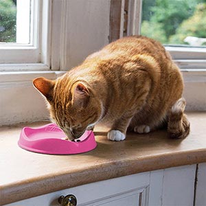 PLATO BAMBOO ANTIFATIGA DE BIGOTES PARA GATOS - BECOPETS