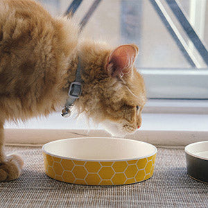 PLATO BAMBOO ANTIFATIGA DE BIGOTES HONEY COMB - BECOPETS