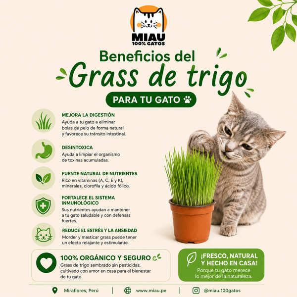 GRASS PARA GATOS EN MACETA