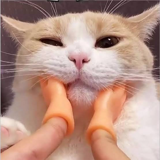 MANITAS PARA GATOS TIKTOK