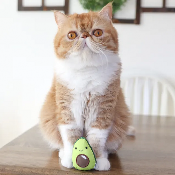 LIL AVOCATO