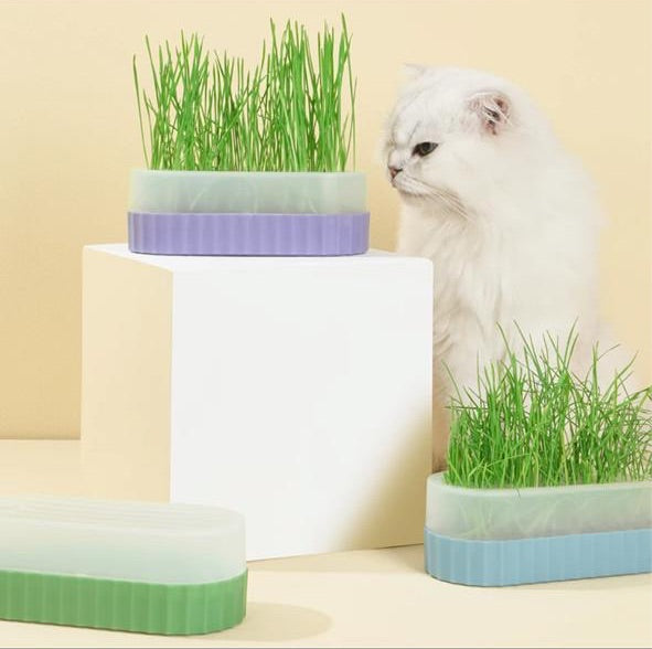 KIT DE GRASS HIDROPONICO - PAKEWAY