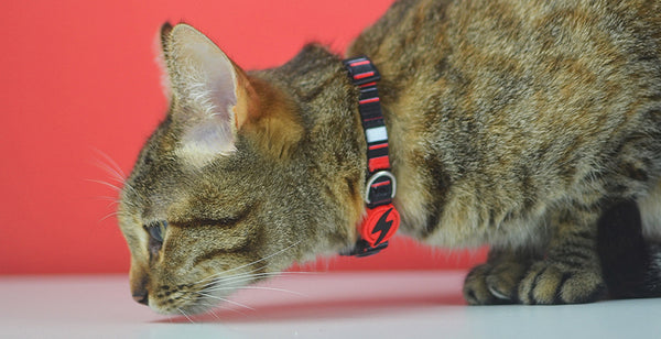 COLLAR DASHI SLIDE