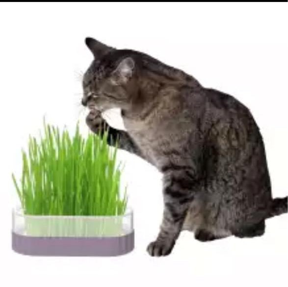 KIT DE GRASS HIDROPONICO - PAKEWAY