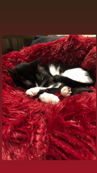 CALMING FLUFFY BEDS