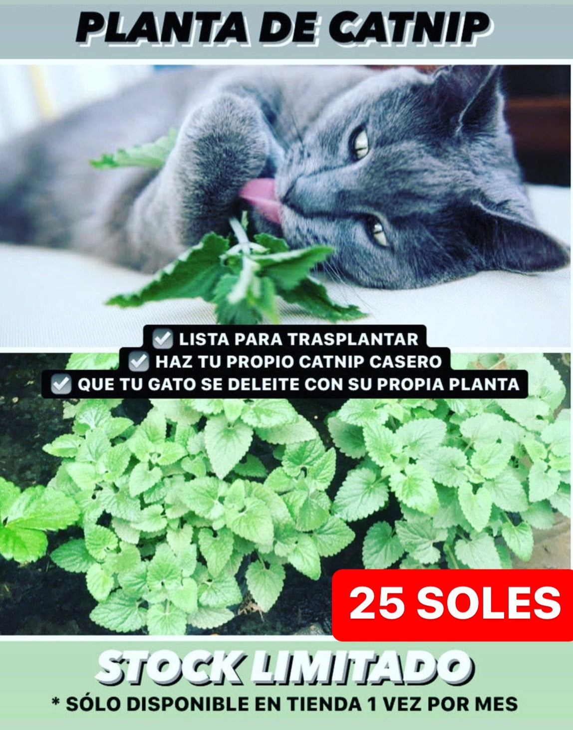PLANTA DE CATNIP HIERBA GATERA FRESCA