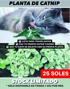 PLANTA DE CATNIP HIERBA GATERA FRESCA